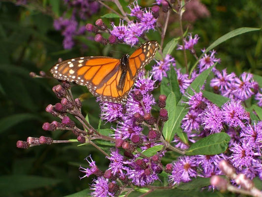 Purple Ironweed Samen Vernonia fasciculata
