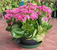 Lila kalanchoe pflanze samen – easy-to-grow succulent variety