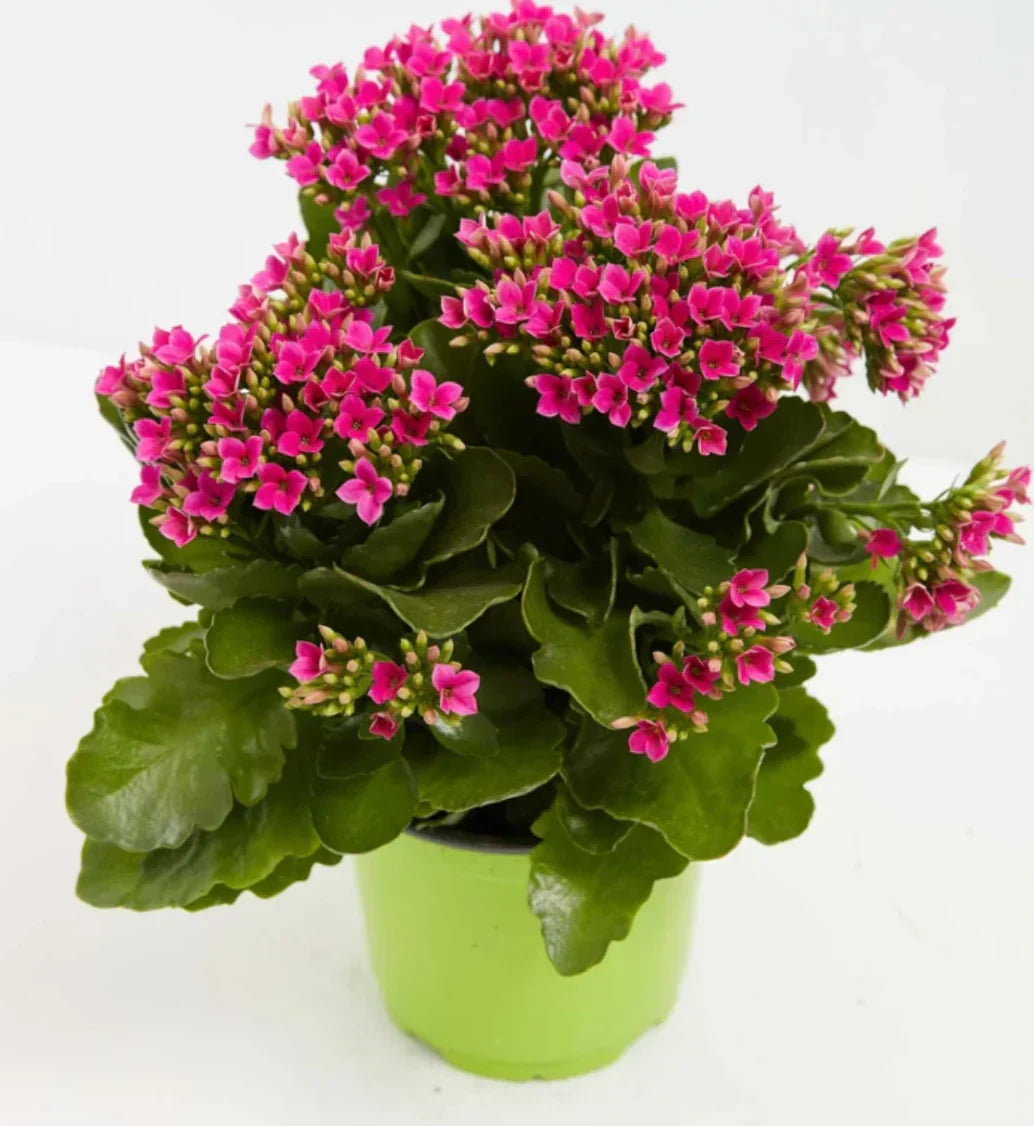 Lila kalanchoe succulent samen for anpflanzung – exotic indoor garten pflanze