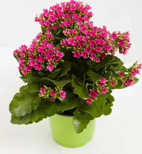 Lila kalanchoe succulent samen for anpflanzung – exotic indoor garten pflanze