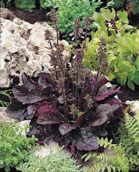 Pollinator-friendly Purple Knockout Salvia grown from high-Qualität Samen