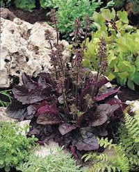 Pollinator-friendly Purple Knockout Salvia grown from high-Qualität Samen