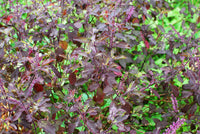 Purple Krishna Tulsi Samen – Holy Basil Ocimum sanctum gentechnikfrei Variety