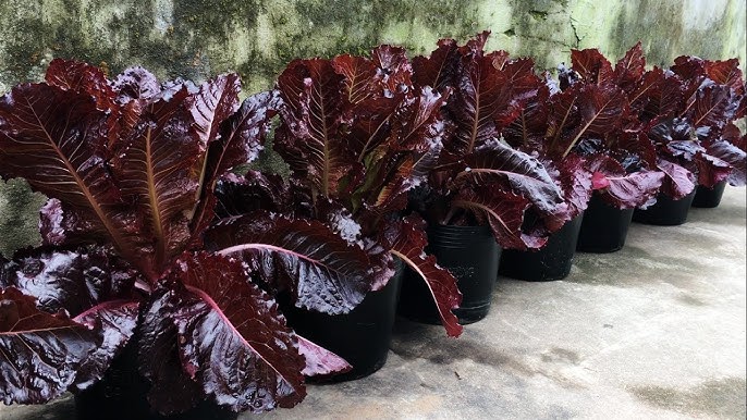 Lila lettuce seedlings sprouting in garten soil