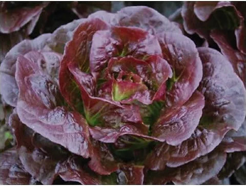 Lila lettuce gemüse samen für aussaat