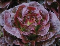 Lila lettuce gemüse samen für aussaat