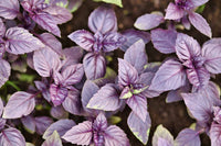 Pink Blume spikes on Dark Opal Basil grown from high-Qualität Samen
