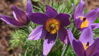 Purple Chinese Pasque Blume Anbau from Samen in a rock Garten