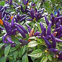 Lila pepper pflanze samen für einfachen garten wachsend