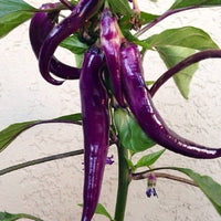 Lila pepper gemüse samen für home garten aussaat