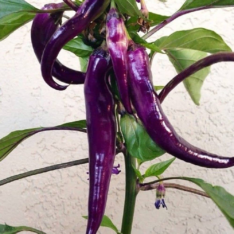 Lila pepper gemüse samen für home garten aussaat
