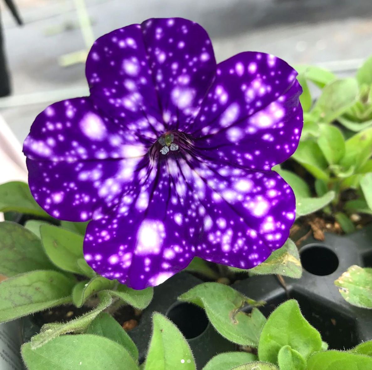 dunkel Violett Starry Petunie Blumensamen zur Aussaat Traditionssorte ohne Gentechnik Samen Garten Blüten