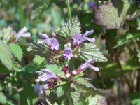 Lila rosa ballota nigra blumen in bloom