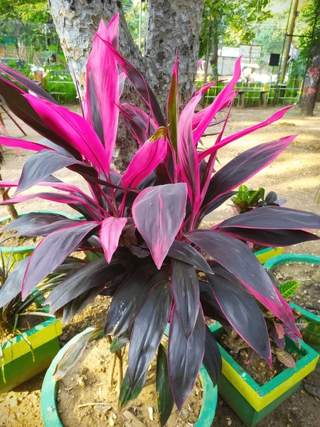 Cordyline Rubra Blumensamen zur Aussaat – Wildblume Mischung – Traditionssorte & ohne Gentechnik Samen Hausgarten
