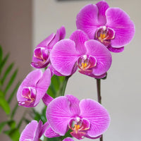 Lila Orchidee Blumensamen zur Aussaat hochwertige Qualitäts- Traditionssorte & ohne Gentechnik Samen Hausgarten