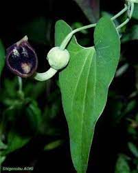 Deep purple Dutchman’s Pipe Blume in full bloom