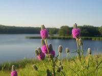 Lila prairie clover blooms in garten