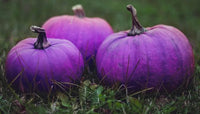 Lila pumpkin samen für aussaat