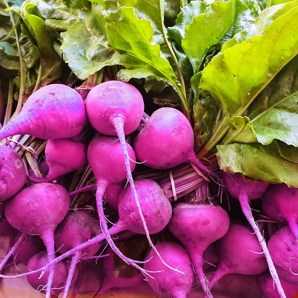 Lila radish samen für aussaat in home gardens