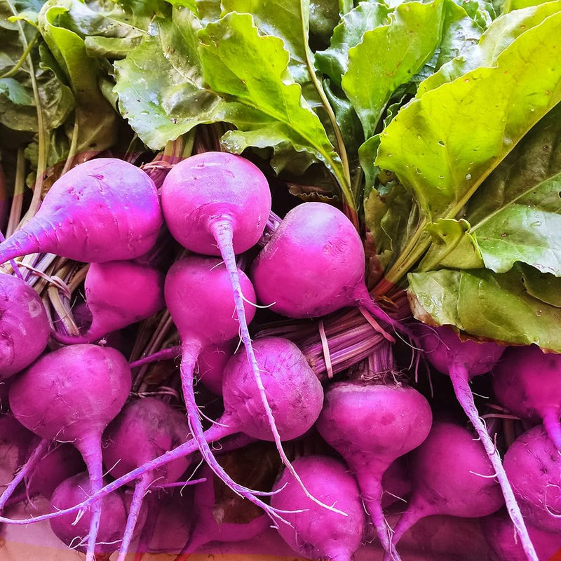 Lila radish samen für aussaat in home gardens