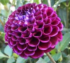 Lila and rot dahlia pflanzen for containers
