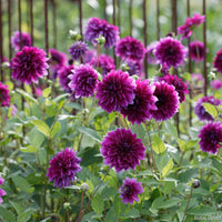 Lila rot dahlia blume samen for anpflanzung
