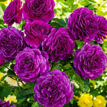 Lila climbing rose vines wachsend in garten