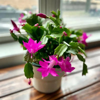 Lila schlumbergera blume samen for anpflanzung