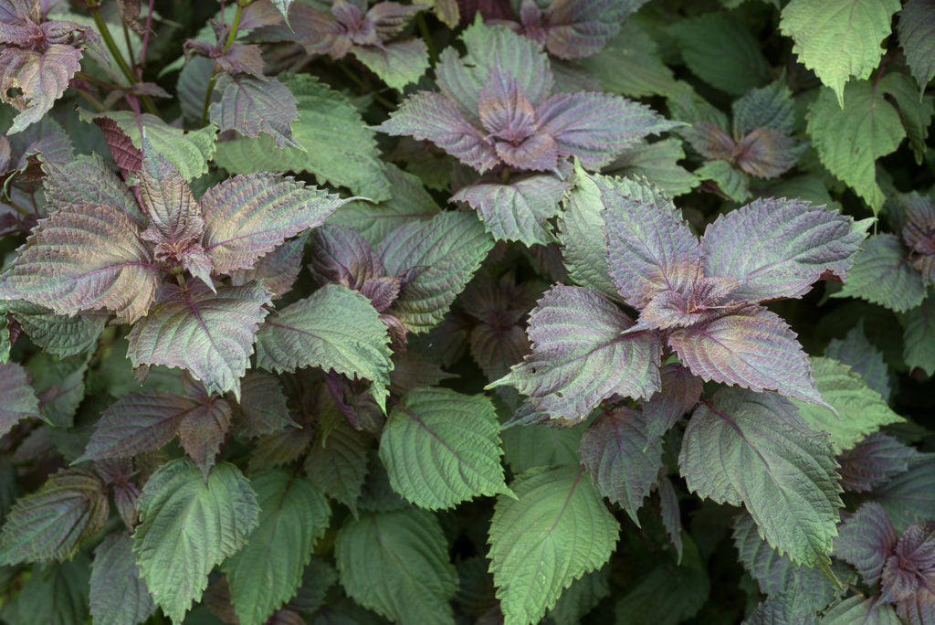 Purple Shiso Samen thriving in container and patio gardens