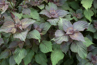 Purple Shiso Samen thriving in container and patio gardens