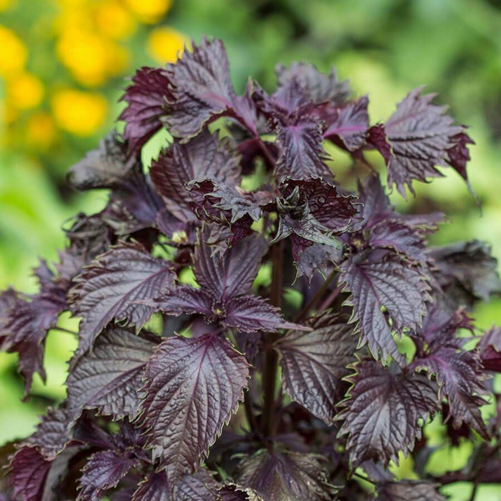 Ornamental Purple Shiso foliage grown from gentechnikfrei Samen