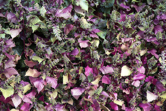 Purple Shiso Samen Perilla frutescens producing green and purple leaves