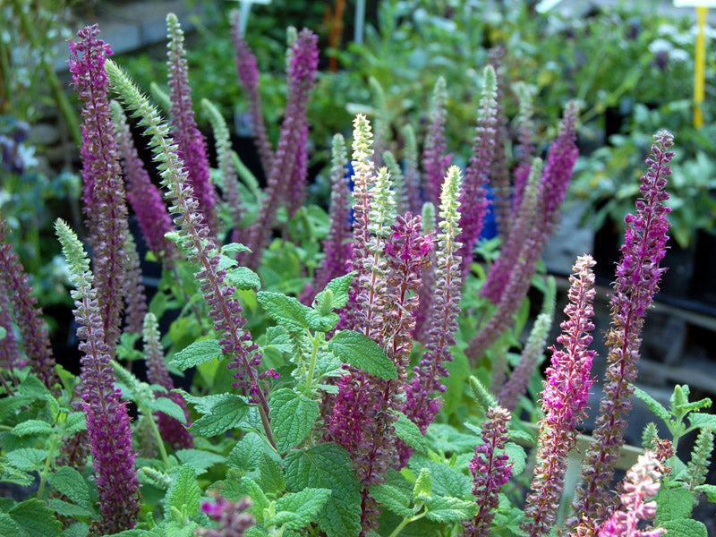 Purple Tails Wood Sage Pflanzen from Samen thriving in sunny Garten borders