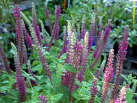 Purple Tails Wood Sage Pflanzen from Samen thriving in sunny Garten borders