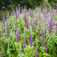 Long-blooming reddish purple Wood Sage Blumen from Samen