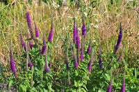 Purple Tails Wood Sage Samen Teucrium hyrcanicum producing reddish purple Blume spikes