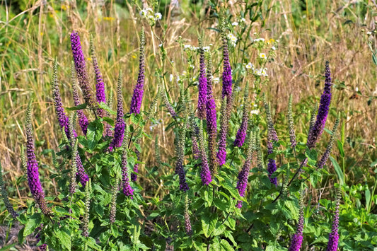 Purple Tails Wood Sage Samen Teucrium hyrcanicum producing reddish purple Blume spikes