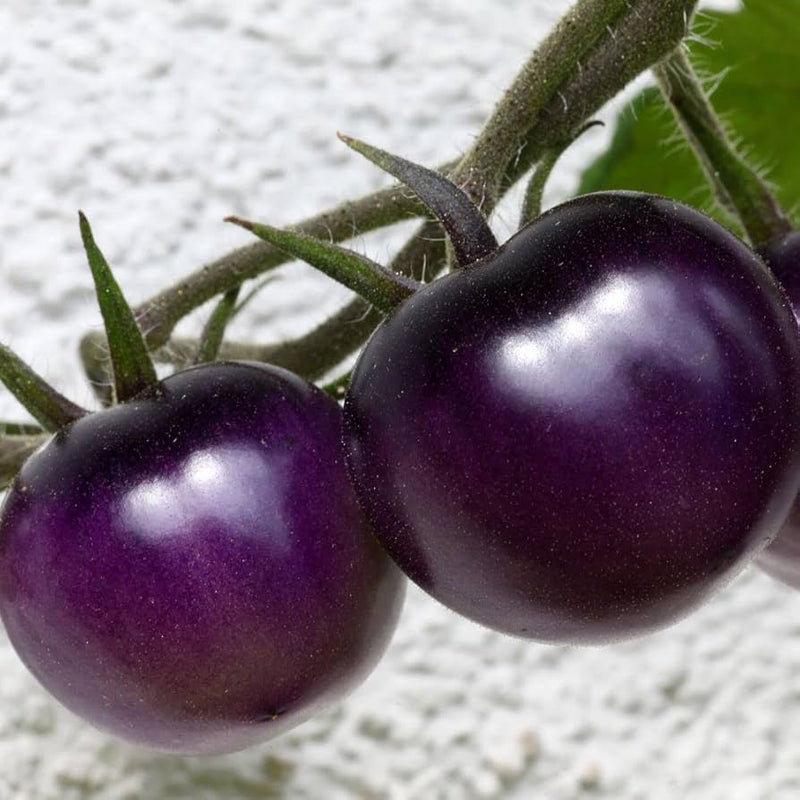 Aussaat guide für lila tomato samen