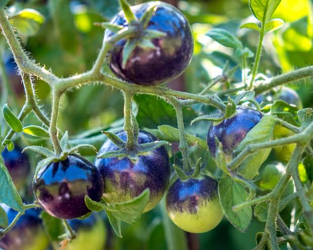 Lila tomato samen traditionelle variety für home gardening