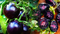 Lila tomato samen ideal für home gemüse gardens