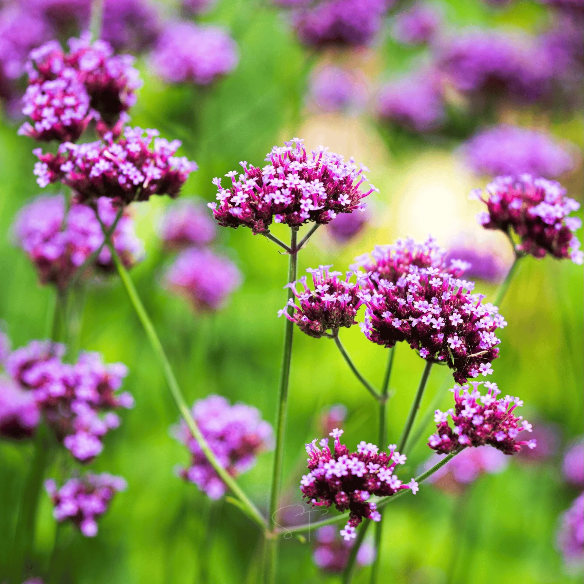 Lavendel Vervain Blumensamen zur Aussaat – ideal Rabatten – Traditionssorte & ohne Gentechnik Samen Hausgarten
