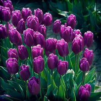 Lila tulip bulb blume samen for anpflanzung