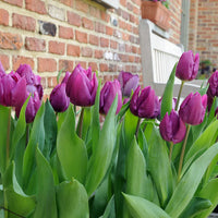 Lila tulip blume samen for easy garten anpflanzung