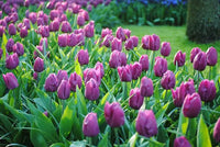 Elegant lila tulips wachsend in garten borders