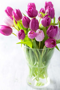 Lila Tulpe Blumensamen zur Aussaat – Traditionssorte ohne Gentechnik Keimung biologisch Garten Samen Garten beliebt
