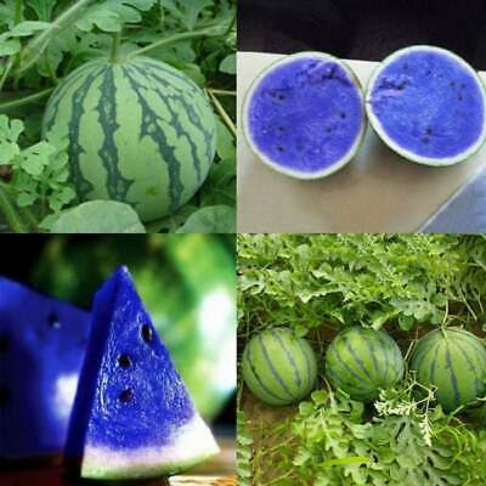 Große lila-flesh watermelon fruit aus garten samen