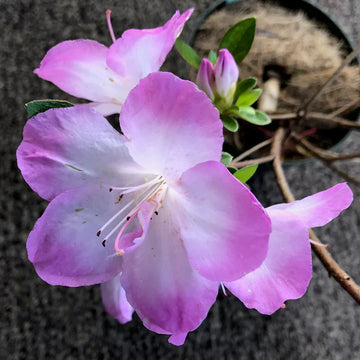 Lila and weiß azalea blume samen for anpflanzung