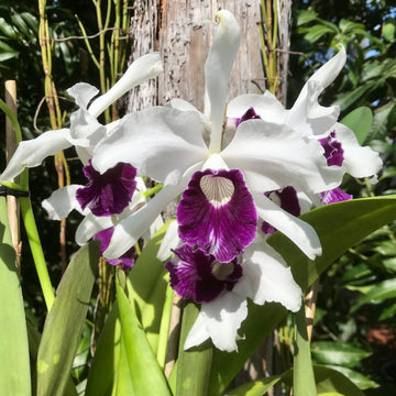 Lila & weiß orchid samen for anpflanzung