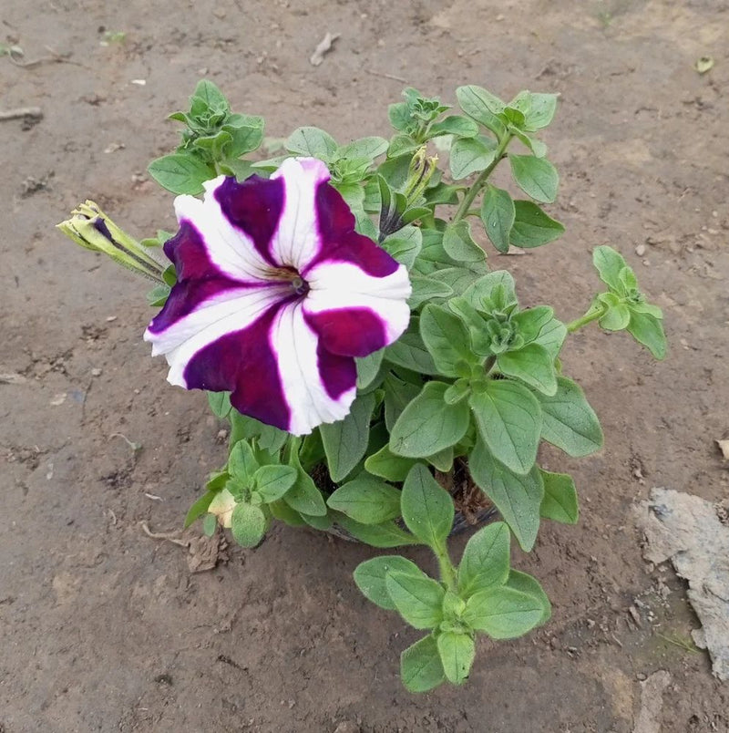 Lila & weiß petunia blume samen for anpflanzung - garten favorite, heirloom & gmo free samen for home garten
 
 sale for anpflanzung in home garten