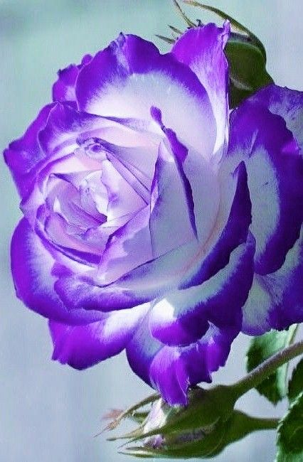 Lila & weiß rose blume samen for anpflanzung